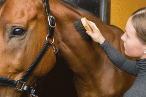 Brushing Horse